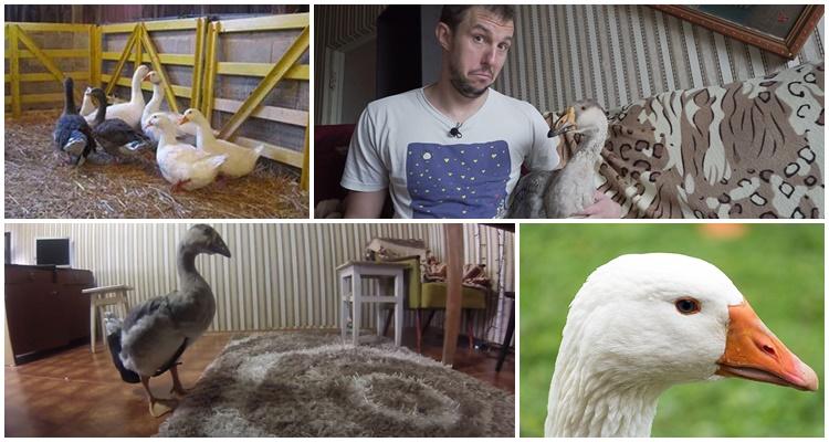 oies dans l'appartement