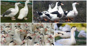 Wachsender Mulard zu Hause für Anfänger und wie man Vorwürfe macht