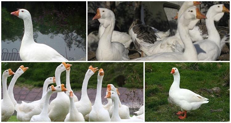 race de canard d'Eilsbury