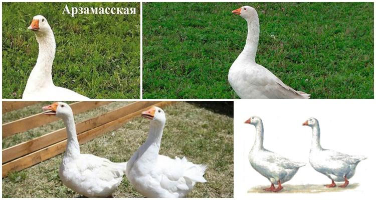 Oie d'Arzamas