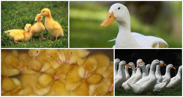 Kirsch-Pergament-Enten