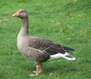 Combien de jours les canards grandissent-ils pour être abattus et un tableau de rendement en viande à partir du poids vif