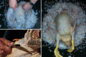 Das Alter der Enten zum Schlachten und wie man sie zu Hause schlachtet